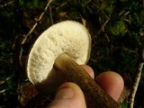 Leccinum variicolor image