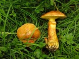 Suillus grevillei image