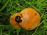 Suillus grevillei image