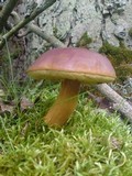 Boletus badius image