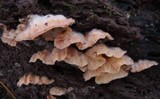 Merulius tremellosus image