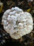 Abortiporus biennis image
