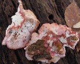 Phlebia incarnata image