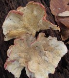 Phlebia incarnata image