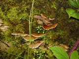 Crepidotus mollis image