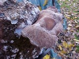 Lentinula edodes image