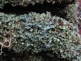 Cladonia polydactyla image