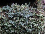 Cladonia polydactyla image