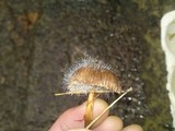 Spinellus fusiger image