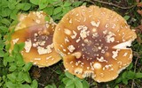 Amanita regalis image