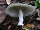 Clitocybe odora image