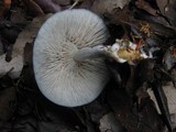 Clitocybe odora image