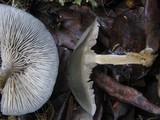 Clitocybe odora image