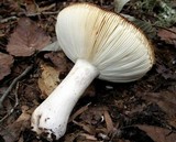 Russula alachuana image