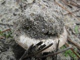Amanita curtipes image