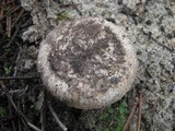Amanita curtipes image