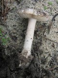 Amanita curtipes image