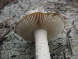 Amanita curtipes image