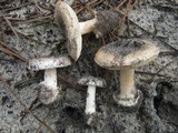 Amanita curtipes image