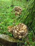 Grifola frondosa image