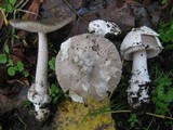 Amanita beckeri image