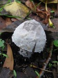Amanita beckeri image