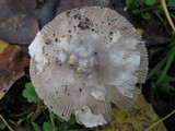 Amanita beckeri image