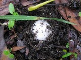 Amanita beckeri image