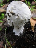 Amanita beckeri image