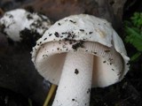 Amanita beckeri image