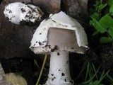 Amanita beckeri image