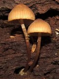 Mycena inclinata image