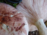 Hygrophorus purpurascens image