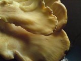 Meripilus giganteus image