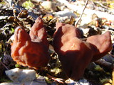 Gyromitra infula image