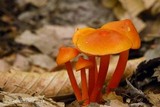 Hygrocybe subpapillata image