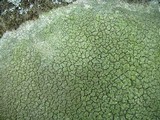 Diploschistes scruposus image