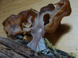 Gyromitra infula image