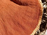 Pycnoporus sanguineus image
