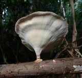 Microporus xanthopus image