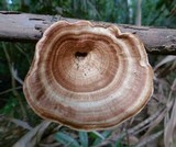 Microporus xanthopus image