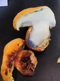 Buchwaldoboletus sphaerocephalus image