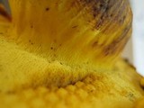 Buchwaldoboletus sphaerocephalus image