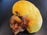 Buchwaldoboletus sphaerocephalus image
