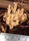 Clavulina coralloides image