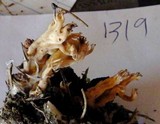 Clavulina coralloides image