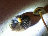 Stropharia semiglobata image