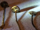 Protostropharia semiglobata image
