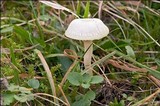 Cuphophyllus virgineus image
