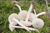 Hygrocybe virginea var. virginea image